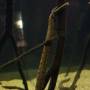 Wasserschlangen im Vancouver Aquarium