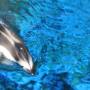 Vancouver Aquarium: Delphin