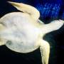 Riesige Seeschildkröte im Vancouver Aquarium